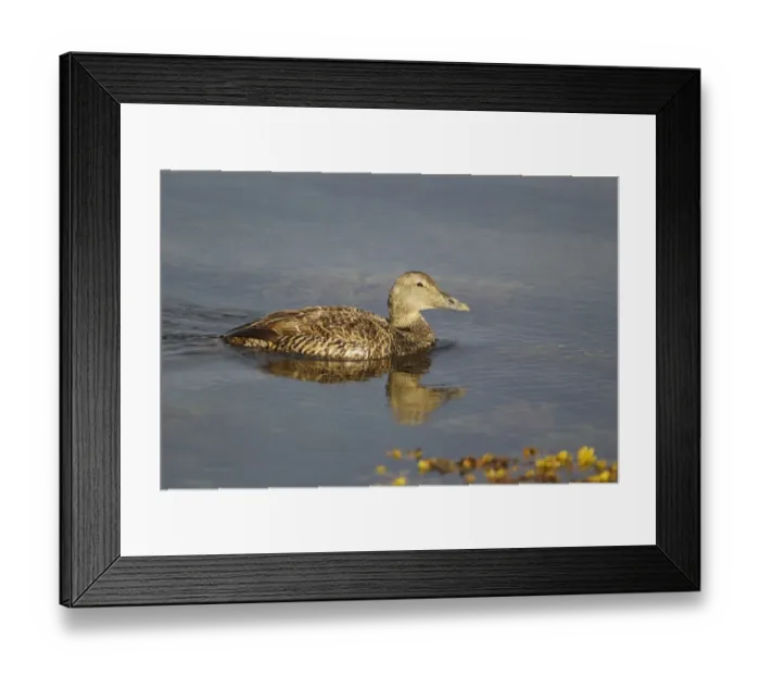 Framed Print : Common Eider (Somateria mollissima) adult female, swimming, Shetland Islands, Scotland, June Framed Print : Common Eider (Somateria mollissima) adult female, swimming, Shetland Islands, Scotland, June