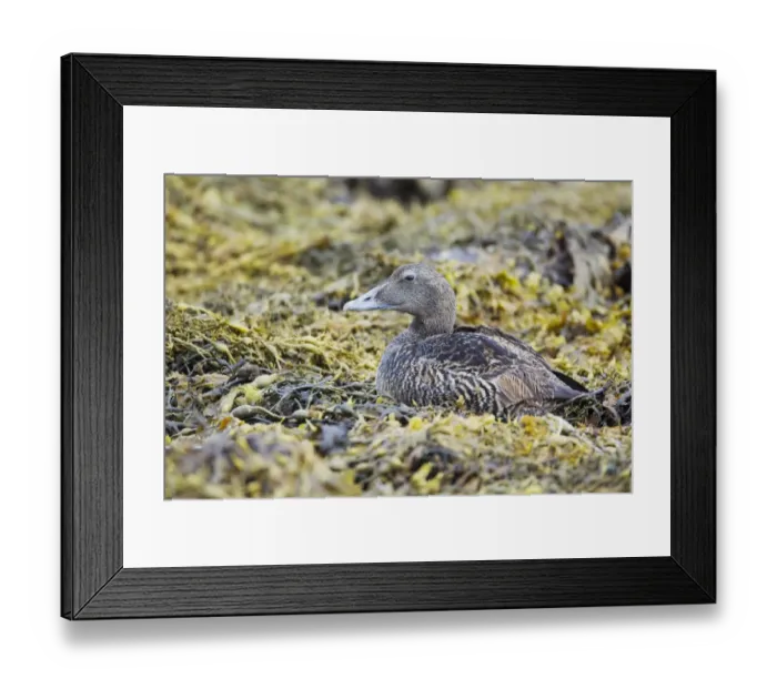 Framed Print : Common Eider (Somateria mollissima) adult female, resting on seaweed at low tide, Shetland Islands, Scotland, June Framed Print : Common Eider (Somateria mollissima) adult female, resting on seaweed at low tide, Shetland Islands, Scotland, June