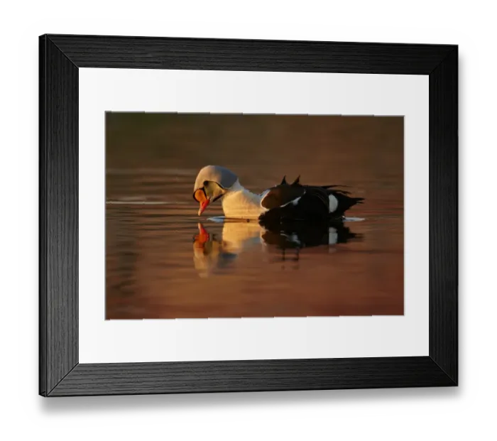 Framed Print : King Eider (Somateria spectabilis) adult male, breeding plumage, swimming, Cambridge Bay, Victoria Island