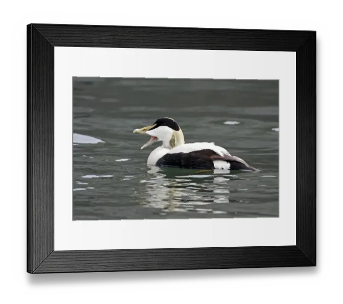 Framed Print : Common Eider (Somateria mollissima) adult male, with beak open, swimming, Seahouses, Northumberland, England, June