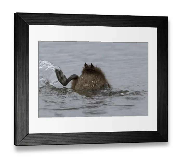 Framed Print : Common Eider (Somateria mollissima) duckling, diving under water, Seahouses, Northumberland, England, June Framed Print : Common Eider (Somateria mollissima) duckling, diving under water, Seahouses, Northumberland, England, June