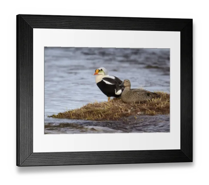 Framed Print : King Eider (Somateria spectabilis) adult pair, breeding plumage, resting beside water, Nunavut, Canada, July Framed Print : King Eider (Somateria spectabilis) adult pair, breeding plumage, resting beside water, Nunavut, Canada, July