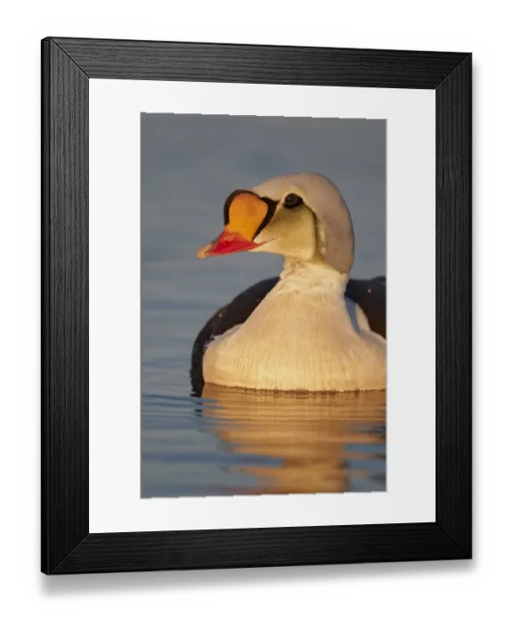 Framed Print : King Eider (Somateria spectabilis) adult male, breeding plumage, swimming, Nunavut, Canada, July Framed Print : King Eider (Somateria spectabilis) adult male, breeding plumage, swimming, Nunavut, Canada, July