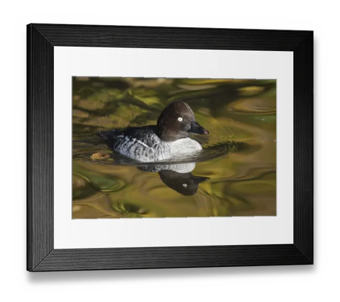 Framed Print : Common Goldeneye (Bucephala clangula) adult female, swimming in pool, with reflected autumn colours, Martin Mere W. W. T Framed Print : Common Goldeneye (Bucephala clangula) adult female, swimming in pool, with reflected autumn colours, Martin Mere W. W. T