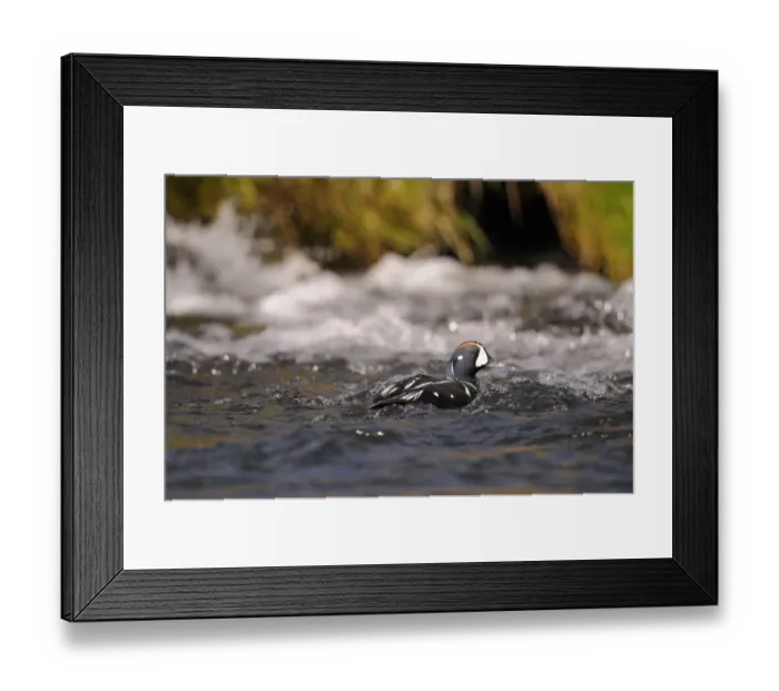 Framed Print : Harlequin Duck (Histrionicus histrionicus) adult male, breeding plumage, swimming in fast-flowing water, Iceland, June Framed Print : Harlequin Duck (Histrionicus histrionicus) adult male, breeding plumage, swimming in fast-flowing water, Iceland, June