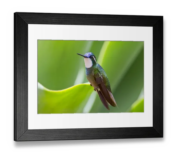 Framed Print : White-throated Mountain-gem (Lampornis castaneoventris) adult male, perched on leaf, Savegre, Costa Rica, April Framed Print : White-throated Mountain-gem (Lampornis castaneoventris) adult male, perched on leaf, Savegre, Costa Rica, April