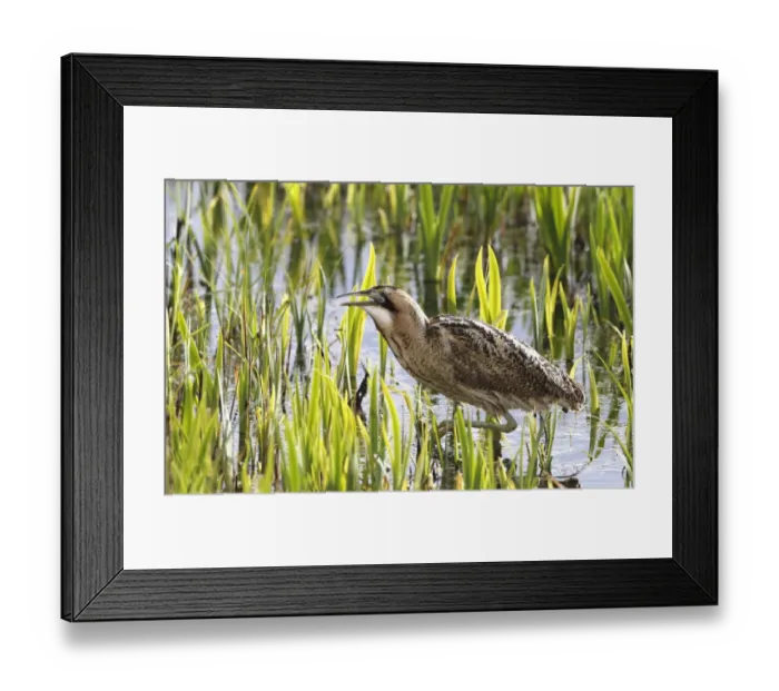 Framed Print : Great Bittern (Botaurus stellaris) adult, walking in reedbed, Suffolk, England, april