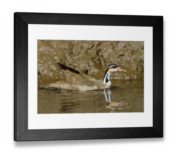 Framed Print : Sungrebe (Heliornis fulica) adult female, swimming, Sarapiqui, Costa Rica, April Framed Print : Sungrebe (Heliornis fulica) adult female, swimming, Sarapiqui, Costa Rica, April