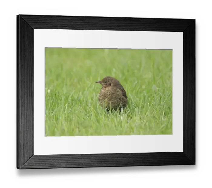 Framed Print : European Blackbird (Turdus merula) juvenile, standing on garden lawn, North Yorkshire, England, june Framed Print : European Blackbird (Turdus merula) juvenile, standing on garden lawn, North Yorkshire, England, june