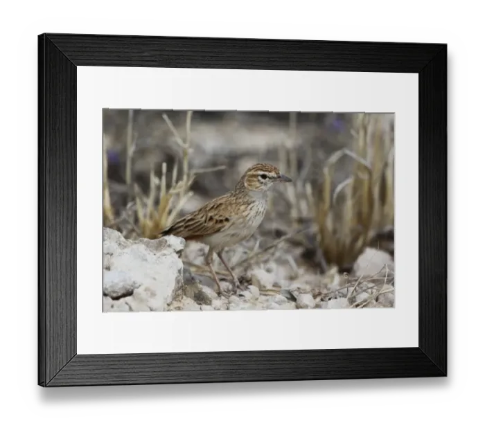 Framed Print : Eastern Clapper Lark (Mirafra apiata fasciolata) adult, standing on ground, Kgalagadi Transfrontier Park