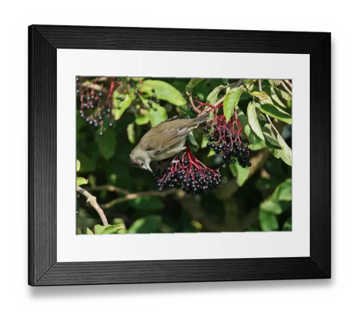 Framed Print : Blackcap (Sylvia atricapilla) juvenile male, feeding on Elder (Sambucus nigra) berries, Norfolk, England, October