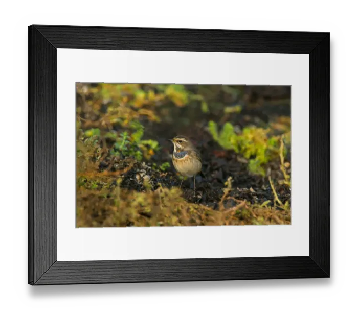 Framed Print : Bluethroat (Luscinia svecica) immature male, first year plumage, standing on seaweed, Isles of Scilly, England, october Framed Print : Bluethroat (Luscinia svecica) immature male, first year plumage, standing on seaweed, Isles of Scilly, England, october