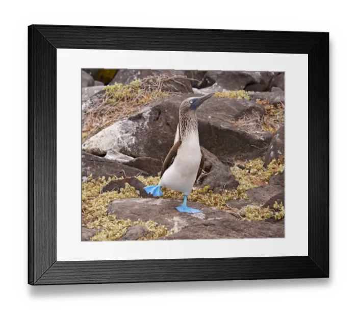 Framed Print : Blue-footed Booby (Sula nebouxii) adult, in foot-lifting courtship display, San Cristobal (Chatham Island), Galapagos
