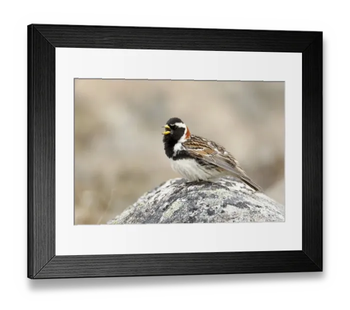Framed Print : Lapland Bunting (Calcarius lapponicus) adult male, breeding plumage, calling, standing on rock, Nunavut, Canada, July Framed Print : Lapland Bunting (Calcarius lapponicus) adult male, breeding plumage, calling, standing on rock, Nunavut, Canada, July