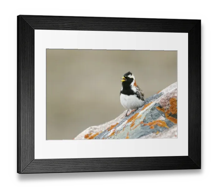 Framed Print : Lapland Bunting (Calcarius lapponicus) adult male, breeding plumage, calling, standing on rock, Nunavut, Canada, July Framed Print : Lapland Bunting (Calcarius lapponicus) adult male, breeding plumage, calling, standing on rock, Nunavut, Canada, July