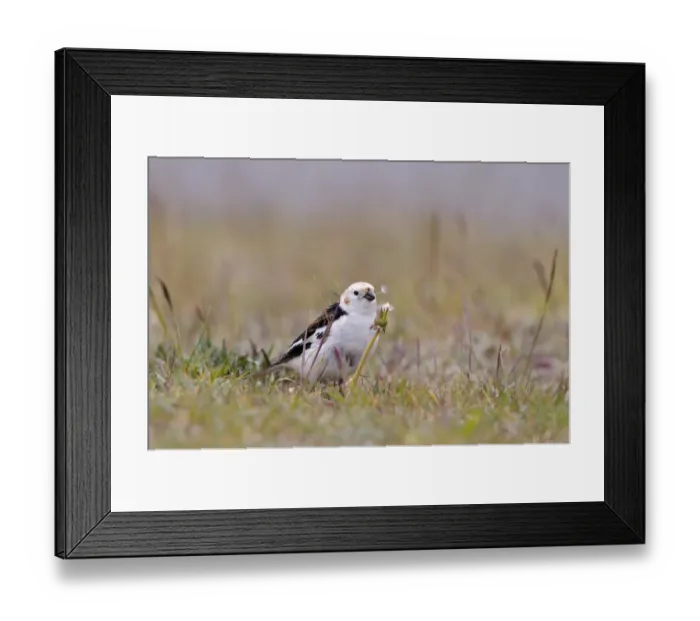 Framed Print : Snow Bunting (Plectrophenax nivalis) adult male, breeding plumage, feeding on wildflower seeds, Iceland, June Framed Print : Snow Bunting (Plectrophenax nivalis) adult male, breeding plumage, feeding on wildflower seeds, Iceland, June