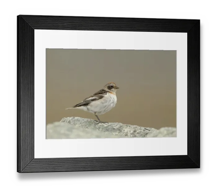 Framed Print : Snow Bunting (Plectrophenax nivalis) adult female, breeding plumage, perched on rock, Iceland, June Framed Print : Snow Bunting (Plectrophenax nivalis) adult female, breeding plumage, perched on rock, Iceland, June