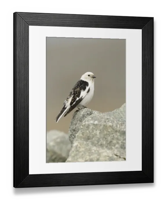 Framed Print : Snow Bunting (Plectrophenax nivalis) adult male, breeding plumage, perched on rock, Iceland, June Framed Print : Snow Bunting (Plectrophenax nivalis) adult male, breeding plumage, perched on rock, Iceland, June
