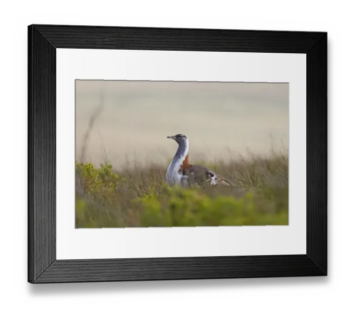 Framed Print : Stanleys Bustard (Neotis denhami stanleyi) adult male, displaying, Bontebok N. P. Western Cape, South Africa, September Framed Print : Stanleys Bustard (Neotis denhami stanleyi) adult male, displaying, Bontebok N. P. Western Cape, South Africa, September