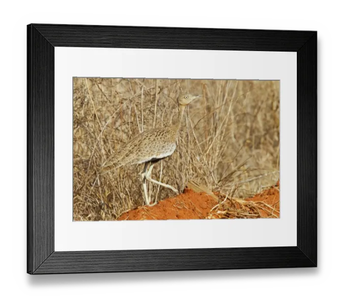 Framed Print : Buff-crested Bustard (Lophotis gindiana) adult male, walking in dry bush, Kenya, October Framed Print : Buff-crested Bustard (Lophotis gindiana) adult male, walking in dry bush, Kenya, October