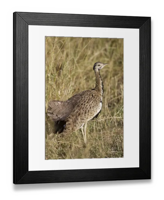 Framed Print : Black-bellied Bustard (Lissotis melanogaster) adult male, standing in savannah, Masai Mara, Kenya, August Framed Print : Black-bellied Bustard (Lissotis melanogaster) adult male, standing in savannah, Masai Mara, Kenya, August