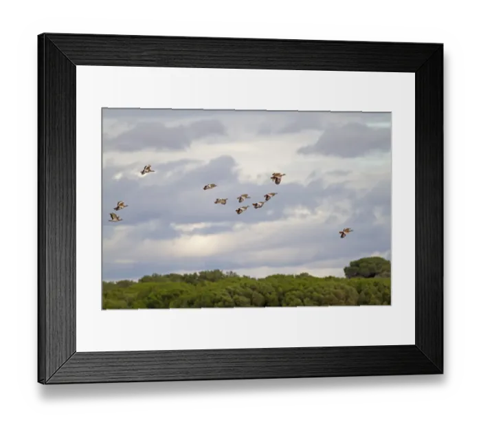 Framed Print : Great Bustard (Otis tarda) flock, in flight, Northern Spain, November Framed Print : Great Bustard (Otis tarda) flock, in flight, Northern Spain, November