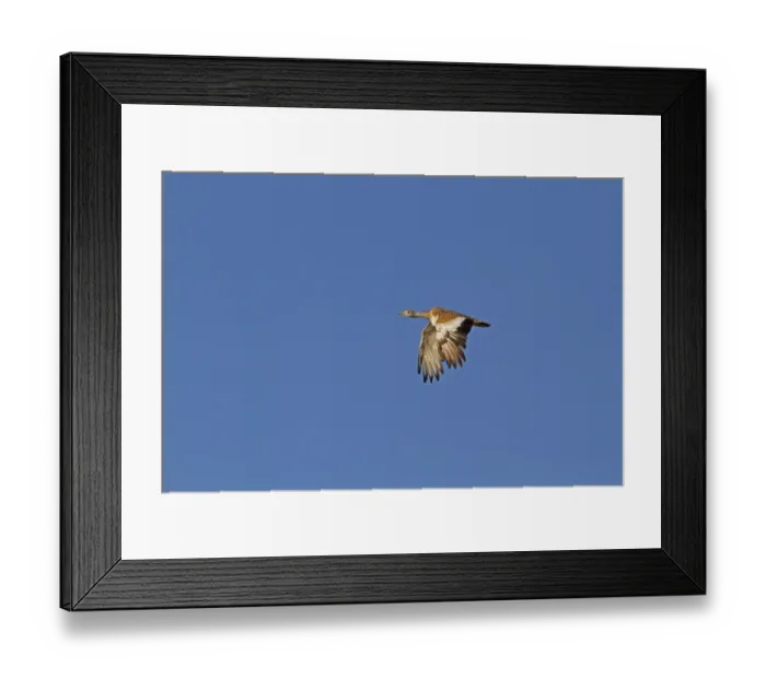 Framed Print : Lesser Kestrel (Falco naumanni) adult male, in flight, transferring Centipede (Scolopendra sp) Framed Print : Lesser Kestrel (Falco naumanni) adult male, in flight, transferring Centipede (Scolopendra sp)