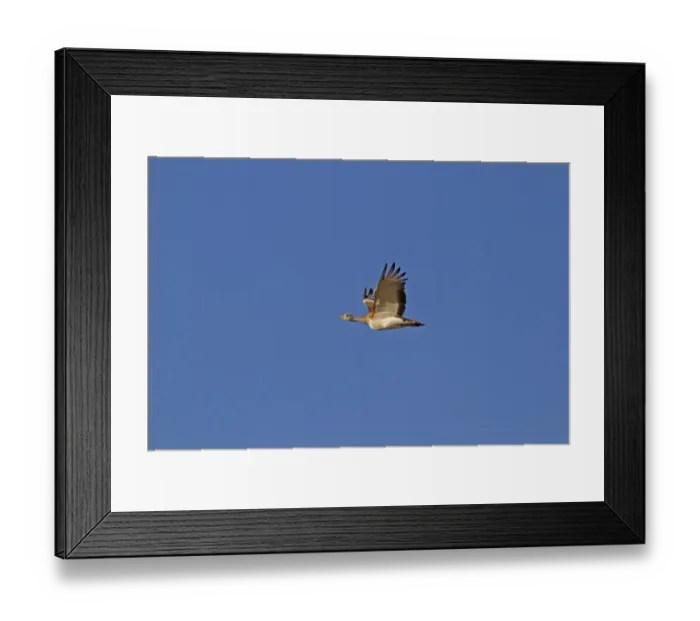 Framed Print : Lesser Kestrel (Falco naumanni) adult male, in flight, transferring Centipede (Scolopendra sp)