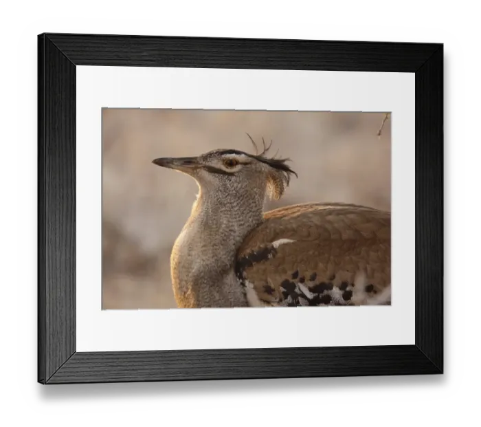 Framed Print : Kori Bustard (Ardeotis kori) adult, close-up of backlit head and body, Kgalagadi Transfrontier Park Framed Print : Kori Bustard (Ardeotis kori) adult, close-up of backlit head and body, Kgalagadi Transfrontier Park
