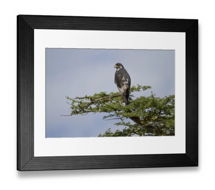 Framed Print : Augur Buzzard (Buteo augur) adult, perched on branch, Lake Nakuru N. P. Great Rift Valley, Kenya, August Framed Print : Augur Buzzard (Buteo augur) adult, perched on branch, Lake Nakuru N. P. Great Rift Valley, Kenya, August