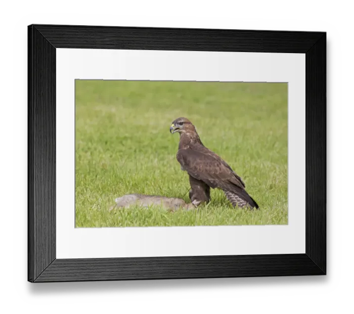 Framed Print : Common Buzzard (Buteo buteo) adult, with European Rabbit (Oryctolagus cuniculus) carrion, standing in grass field Framed Print : Common Buzzard (Buteo buteo) adult, with European Rabbit (Oryctolagus cuniculus) carrion, standing in grass field