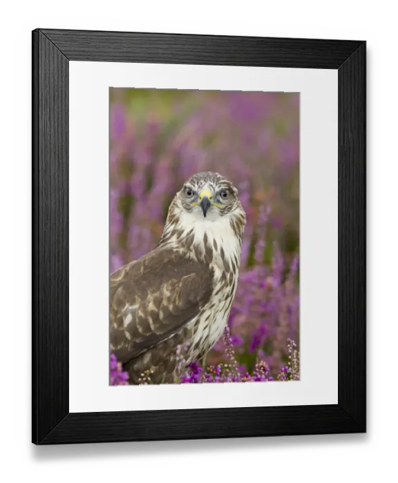 Framed Print : Common Buzzard (Buteo buteo) adult, close-up of head and chest, with raindrops on head Framed Print : Common Buzzard (Buteo buteo) adult, close-up of head and chest, with raindrops on head