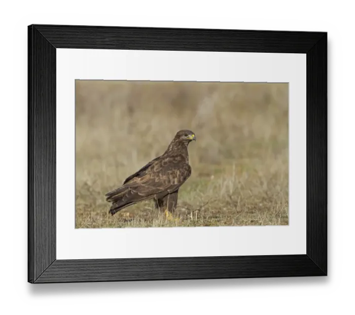 Framed Print : Common Buzzard (Buteo buteo) adult, standing on ground, Northern Spain, November Framed Print : Common Buzzard (Buteo buteo) adult, standing on ground, Northern Spain, November