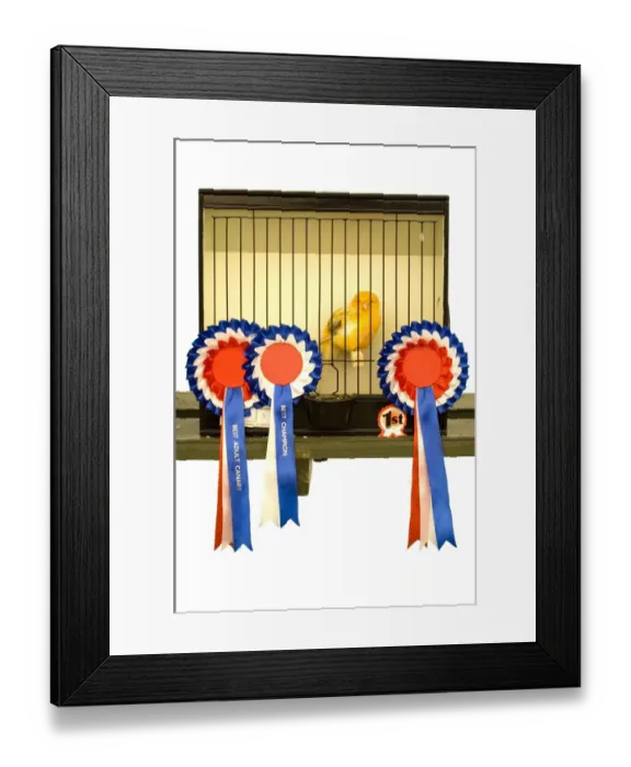 Framed Print : Domestic Canary (Serinus canaria domestica) adult, champion in cage with rosettes Framed Print : Domestic Canary (Serinus canaria domestica) adult, champion in cage with rosettes