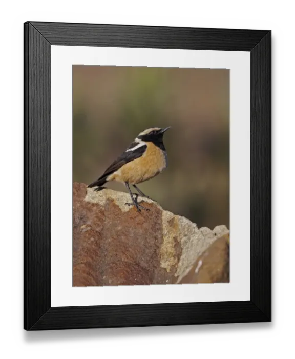 Framed Print : Buff-streaked Chat (Oenanthe bifasciata) adult male, standing on rock, Sani Pass, Drakensberg Mountains Framed Print : Buff-streaked Chat (Oenanthe bifasciata) adult male, standing on rock, Sani Pass, Drakensberg Mountains