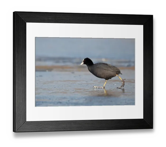 Framed Print : Common Coot (Fulica atra) adult, walking on ice, Norfolk, England, february Framed Print : Common Coot (Fulica atra) adult, walking on ice, Norfolk, England, february