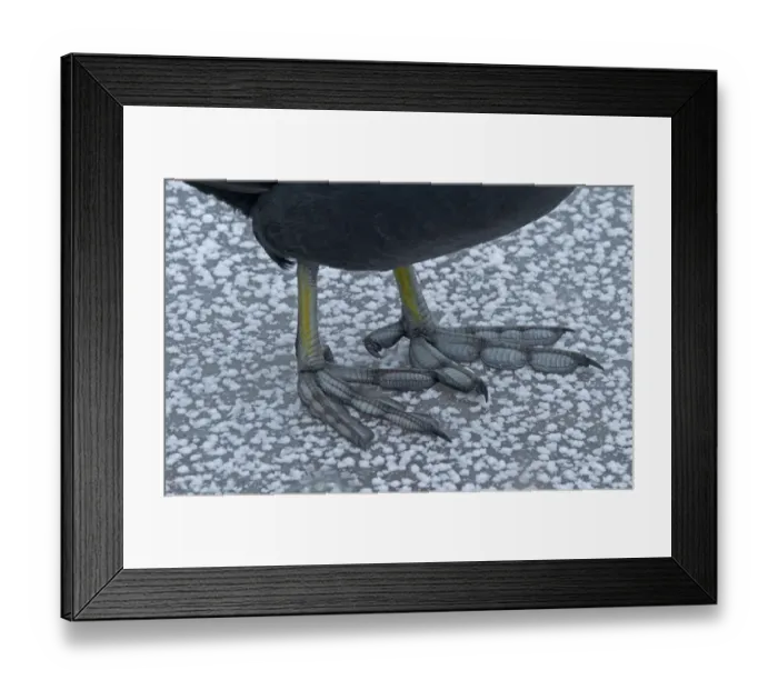 Framed Print : Common Coot (Fulica atra) adult, close-up of lobed feet, standing on ice, Merseyside, England, december Framed Print : Common Coot (Fulica atra) adult, close-up of lobed feet, standing on ice, Merseyside, England, december