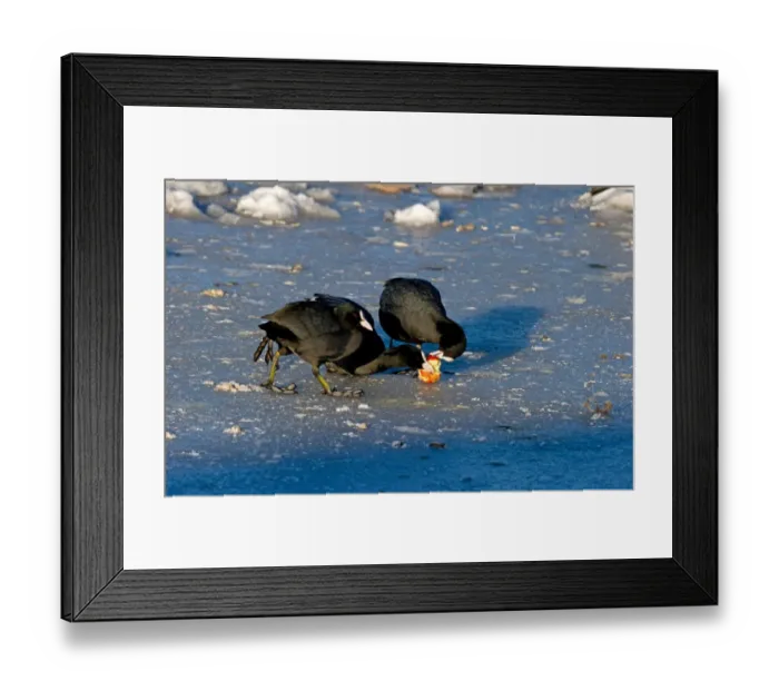 Framed Print : Common Coot (Fulica atra) three adults, feeding on apple, squabbling over food on ice, Merseyside, England, december Framed Print : Common Coot (Fulica atra) three adults, feeding on apple, squabbling over food on ice, Merseyside, England, december