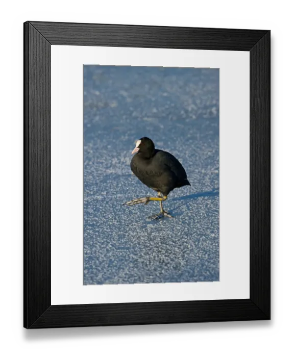 Framed Print : Common Coot (Fulica atra) adult, walking on ice, Merseyside, England, december Framed Print : Common Coot (Fulica atra) adult, walking on ice, Merseyside, England, december