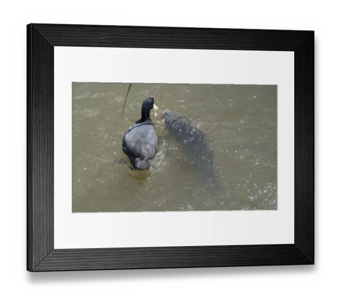 Framed Print : Red-knobbed Coot (Fulica cristata) adult, competing for food with Common Carp (Cyprinus carpio) Framed Print : Red-knobbed Coot (Fulica cristata) adult, competing for food with Common Carp (Cyprinus carpio)