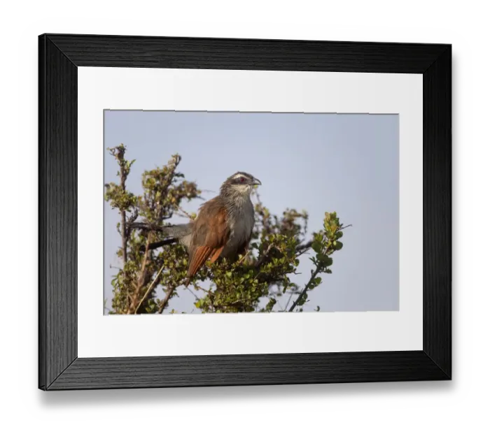 Framed Print : White-browed Coucal (Centropus superciliosus) adult, perched on branch, Masai Mara, Kenya, August