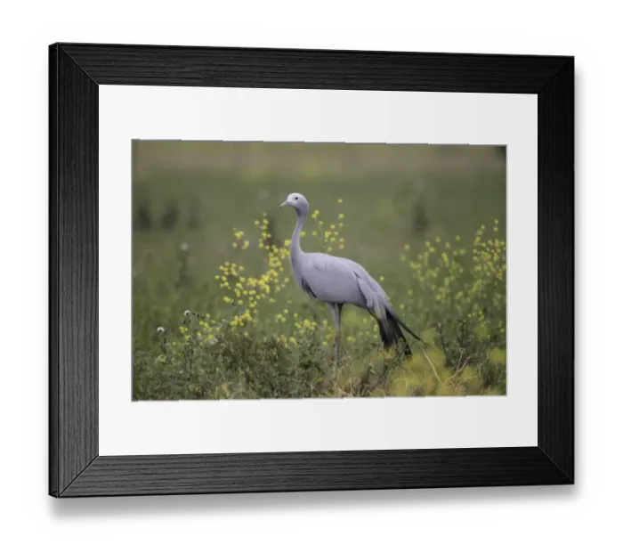 Framed Print : Blue Crane (Anthropoides paradisea) adult, standing in field, near Bredasdorp, Western Cape, South Africa, September Framed Print : Blue Crane (Anthropoides paradisea) adult, standing in field, near Bredasdorp, Western Cape, South Africa, September