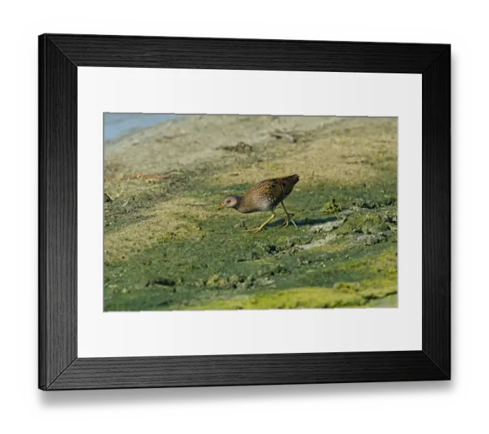 Framed Print : Spotted Crake (Porzana porzana) juvenile, walking on mud, Tresco, Isles of Scilly, England, october Framed Print : Spotted Crake (Porzana porzana) juvenile, walking on mud, Tresco, Isles of Scilly, England, october