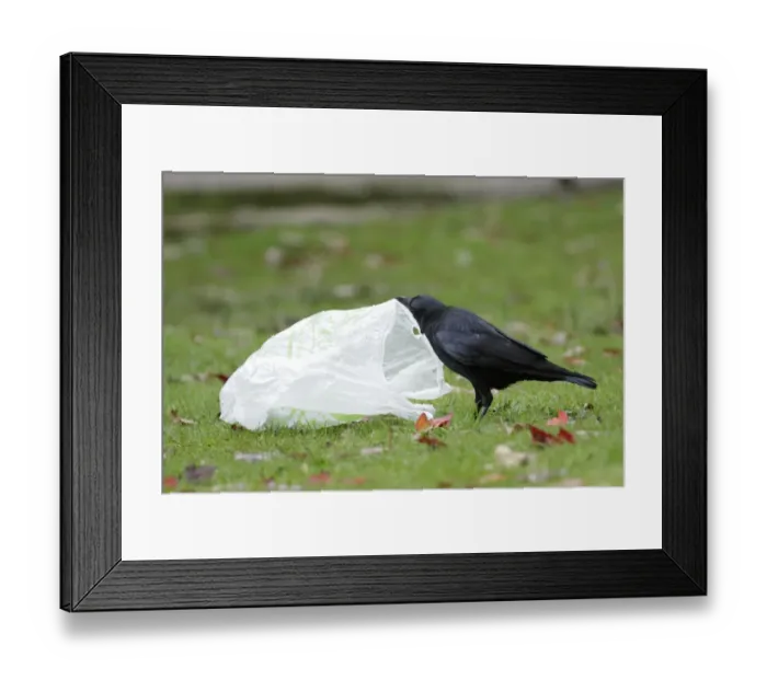 Framed Print : Carrion Crow (Corvus corone) adult, investigating plastic bag beside path in parkland, West Yorkshire, England, October Framed Print : Carrion Crow (Corvus corone) adult, investigating plastic bag beside path in parkland, West Yorkshire, England, October