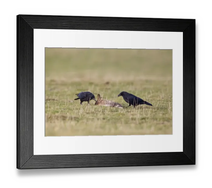 Framed Print : Carrion Crow (Corvus corone) two adults, feeding on dead European Rabbit (Oryctolagus cunniculus), Suffolk, England