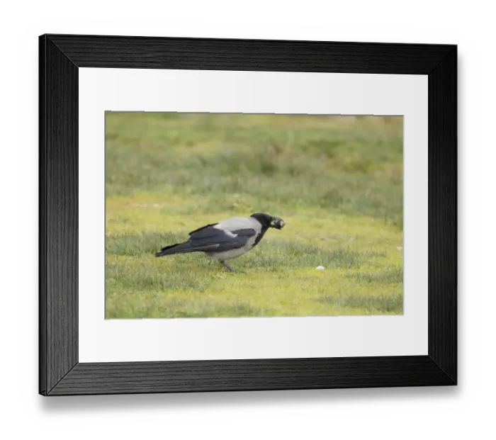 Framed Print : Hooded Crow (Corvus corone cornix) adult, feeding on mussel, Unst, Shetland Islands, Scotland, June Framed Print : Hooded Crow (Corvus corone cornix) adult, feeding on mussel, Unst, Shetland Islands, Scotland, June