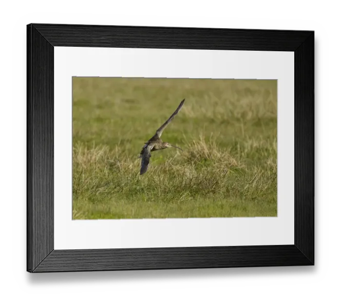 Framed Print : Eurasian Curlew (Numenius arquata) adult, in flight, landing, Shetland Islands, Scotland, June Framed Print : Eurasian Curlew (Numenius arquata) adult, in flight, landing, Shetland Islands, Scotland, June
