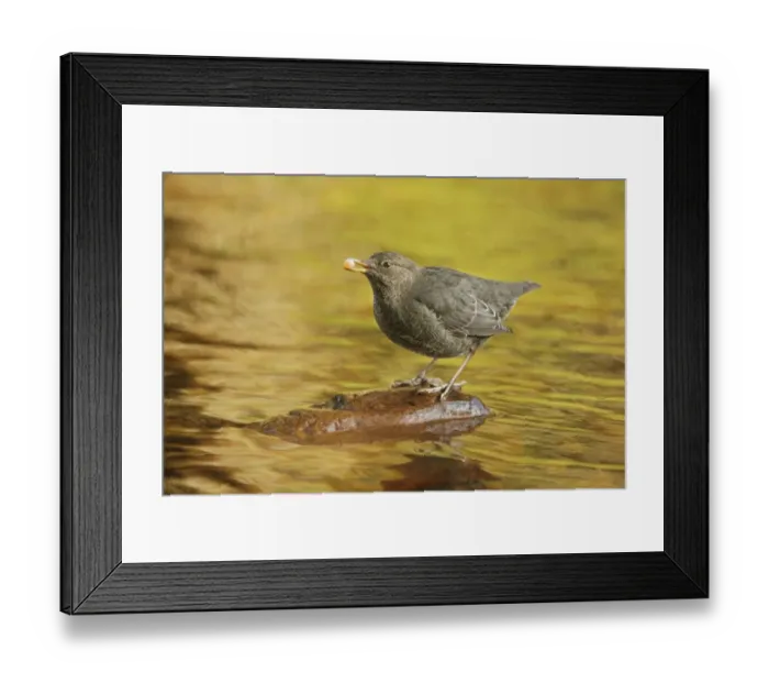 Framed Print : American Dipper (Cinclus mexicanus) immature, feeding on salmon egg, standing on stone in river of temperate coastal Framed Print : American Dipper (Cinclus mexicanus) immature, feeding on salmon egg, standing on stone in river of temperate coastal
