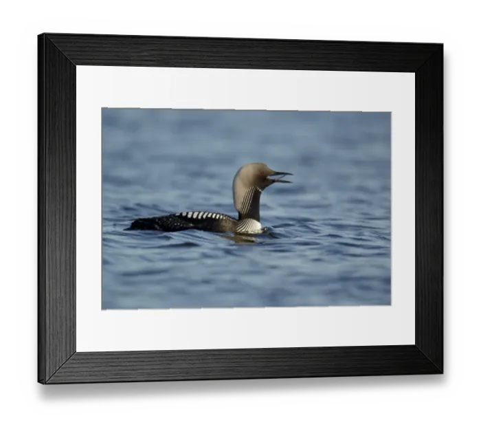 Framed Print : Pacific Diver (Gavia pacifica) adult, breeding plumage, calling on water, Nunavut, Canada, July Framed Print : Pacific Diver (Gavia pacifica) adult, breeding plumage, calling on water, Nunavut, Canada, July