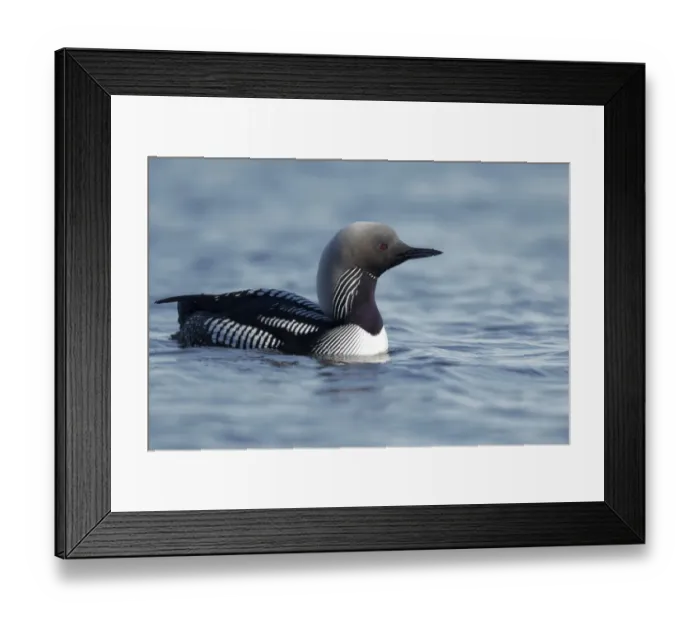 Framed Print : Pacific Diver (Gavia pacifica) adult, breeding plumage, swimming, Nunavut, Canada, July